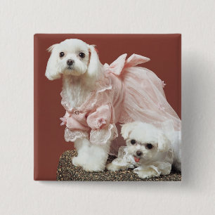 Maltese Dogs 15 Cm Square Badge