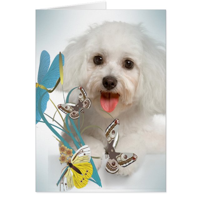 Maltese Dragonfly & Butterfly cards (Front)