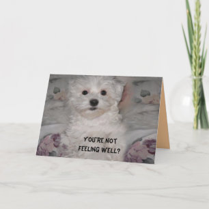 Maltese Get Well Soon Card
