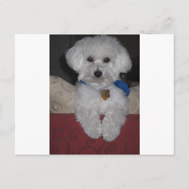 Maltese Gift Postcard (Front)