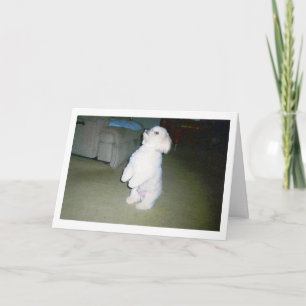 Maltese Happy Father's Day Card