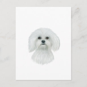 Maltese Head Portrait Postcard