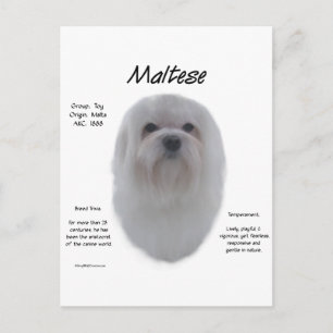 Maltese History Design Postcard