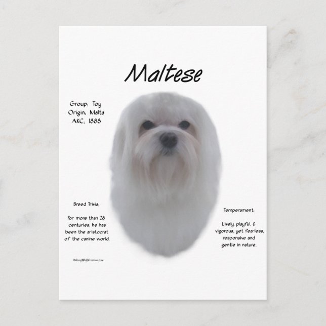 Maltese History Design Postcard (Front)