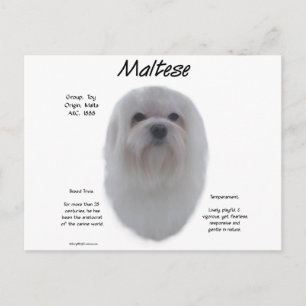 Maltese History Design Postcard