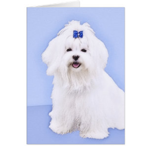 Maltese Painting - Cute Original Dog Art