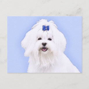 Maltese Painting - Cute Original Dog Art Postcard