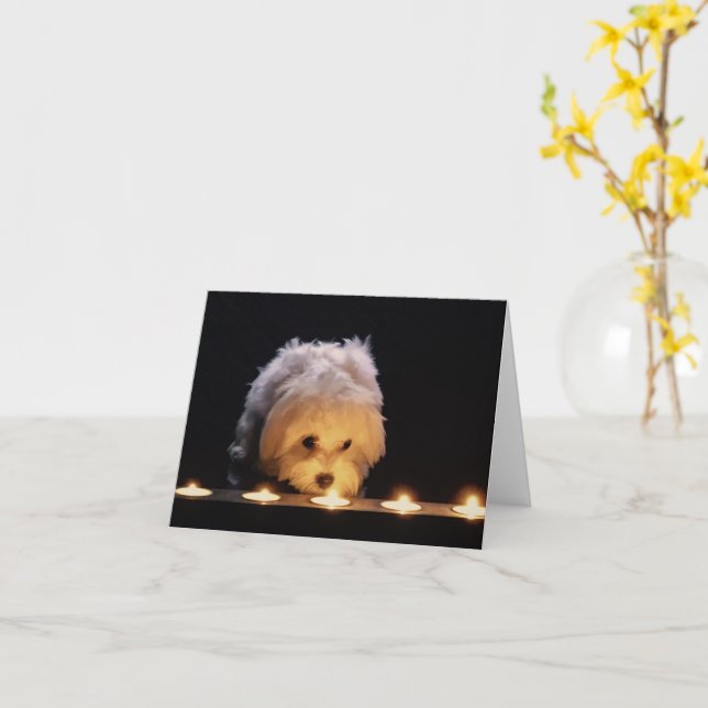 Maltese Pup Blank Sympathy Card (Yellow Flower)