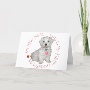 Maltese Pup First Christmas Holiday Card