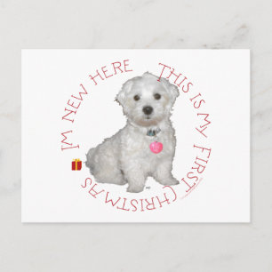Maltese Pup First Christmas Holiday Postcard