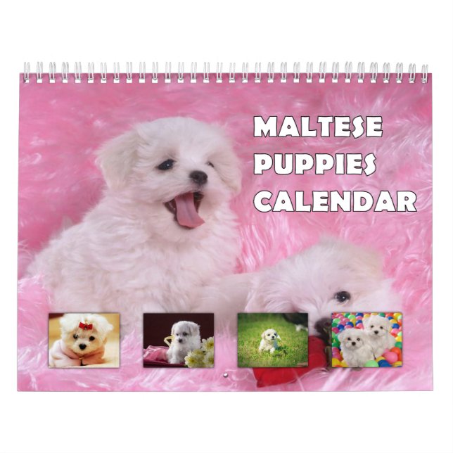 Maltese Puppies Calendar (Cover)