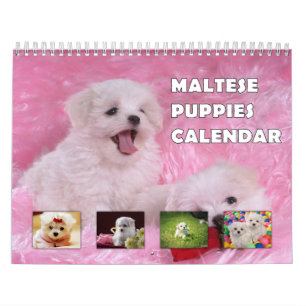 Maltese Puppies Calendar