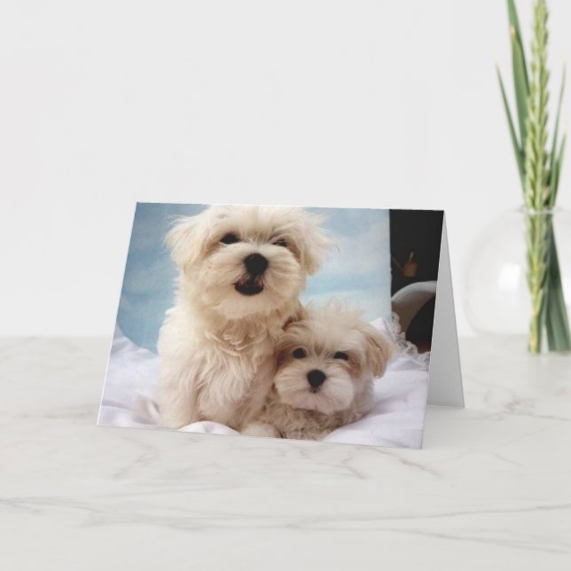 Maltese Puppies Card (Front)
