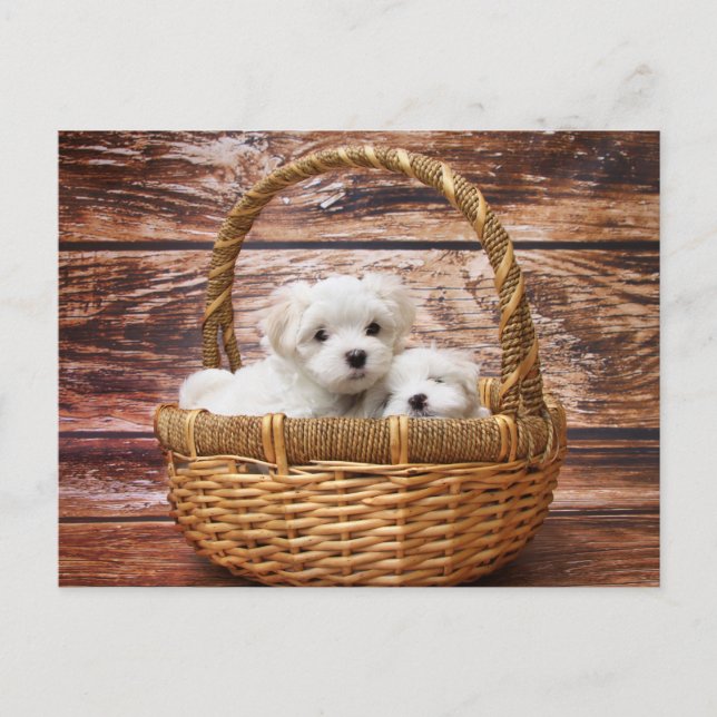 Maltese Puppies in a Basket Postcard (Front)
