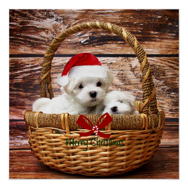 Maltese Puppies in a Christmas Basket Poster (Front)