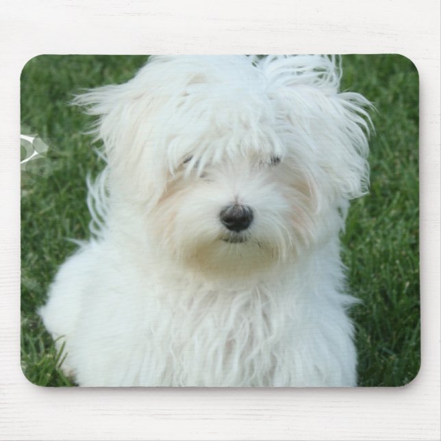 Maltese Puppies Mouse Pad (Front)