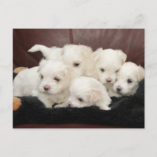 Maltese Puppies on Postcard (Front)