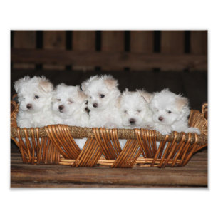 Maltese Puppies, Puppy, Dog,  Art Photo Print