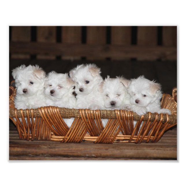 Maltese Puppies, Puppy, Dog,  Art Photo Print (Front)