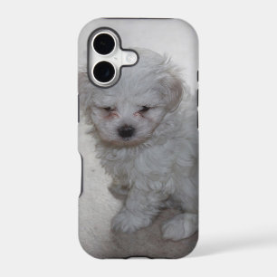 Maltese Puppy (9 Months Old)