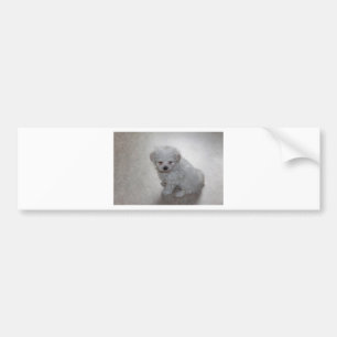 Maltese Puppy (9 Months Old) Bumper Sticker