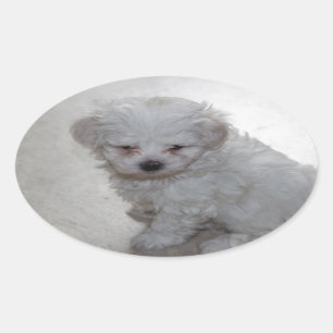 Maltese Puppy (9 Months Old) Oval Sticker