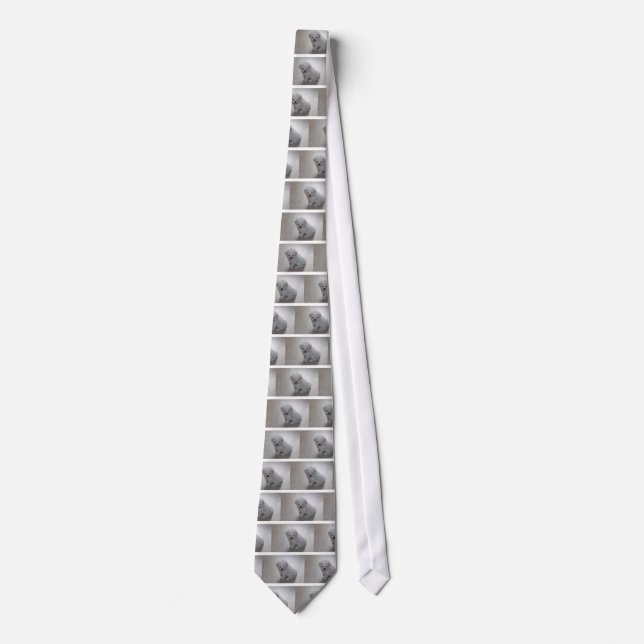 Maltese Puppy (9 Months Old) Tie (Front)