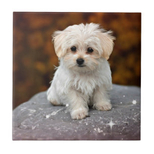 Maltese Puppy...adorable Ceramic Tile