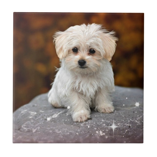 Maltese Puppy...adorable Ceramic Tile (Front)
