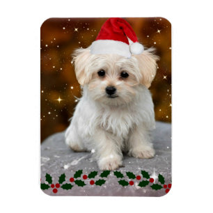 Maltese Puppy at Christmas Magnet