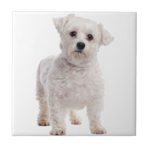 Maltese Puppy Ceramic Tile