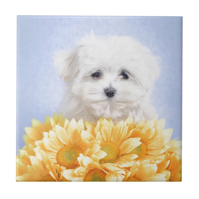 Maltese puppy ceramic tile (Front)