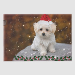 Maltese Puppy Christmas, cute and cuddly Tissue Paper