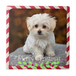 Maltese Puppy...Christmas frame Ceramic Tile
