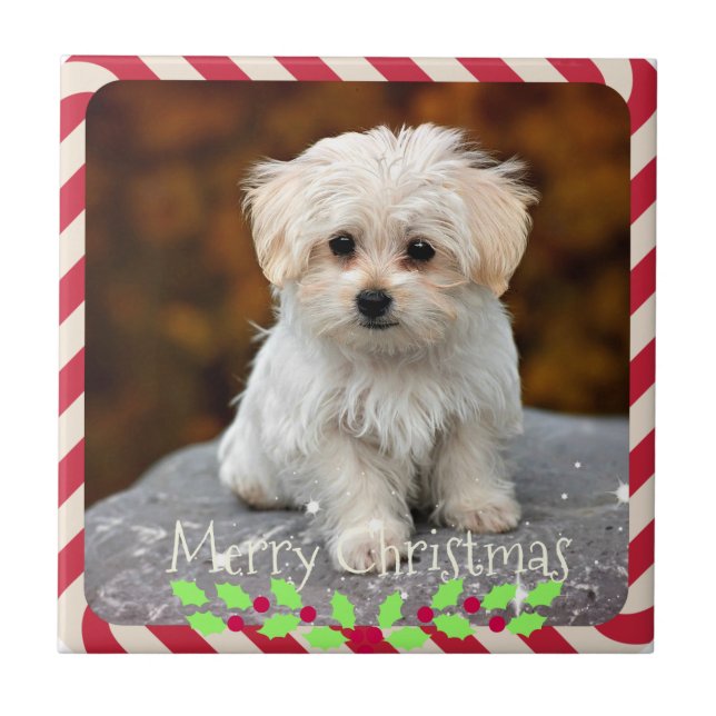 Maltese Puppy...Christmas frame Ceramic Tile (Front)