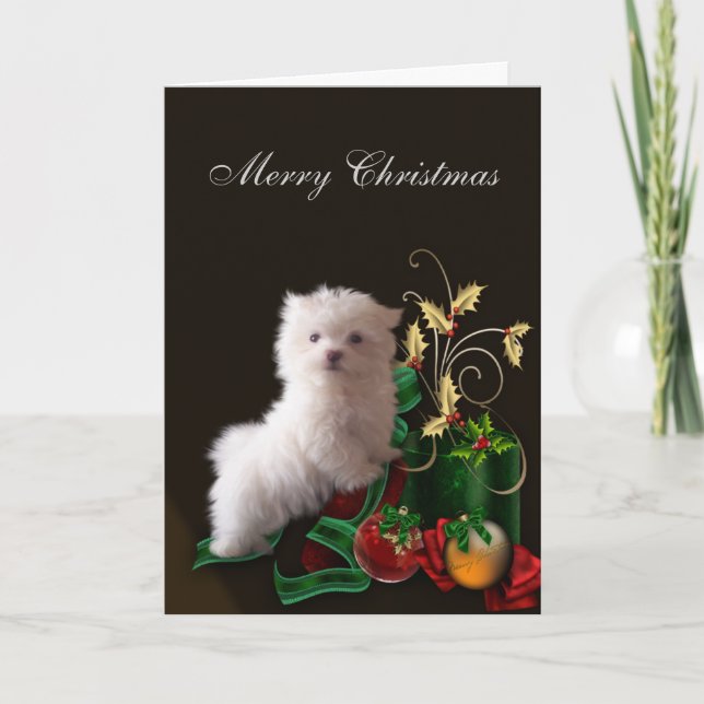 Maltese Puppy Dog Christmas Holiday Card (Front)
