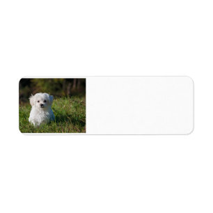 maltese puppy in grass return address label
