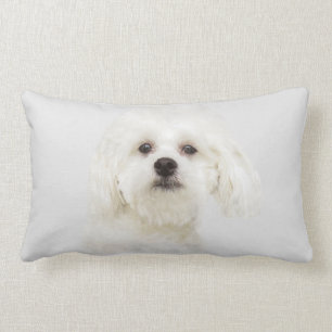 Maltese puppy lumbar cushion