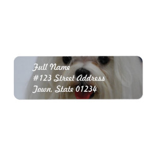 Maltese Puppy Mailing Labels
