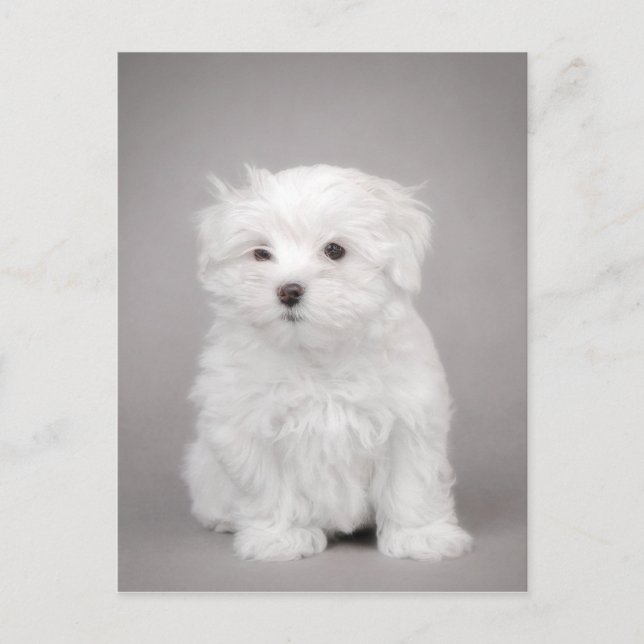 Maltese puppy postcard (Front)