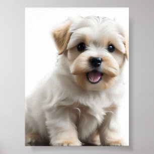 Maltese Puppy Poster