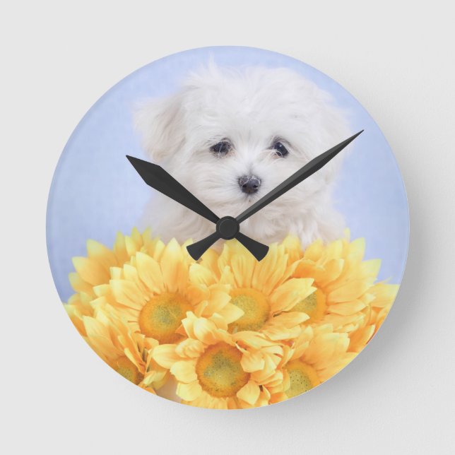 Maltese puppy round clock (Front)