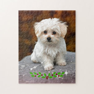 Maltese Puppy with Christmas holly Jigsaw Puzzle