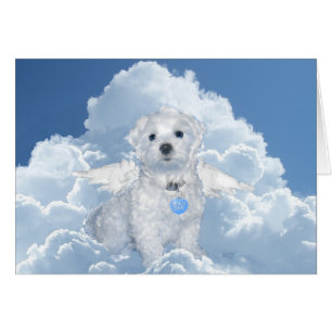 Maltese Rescue Angel