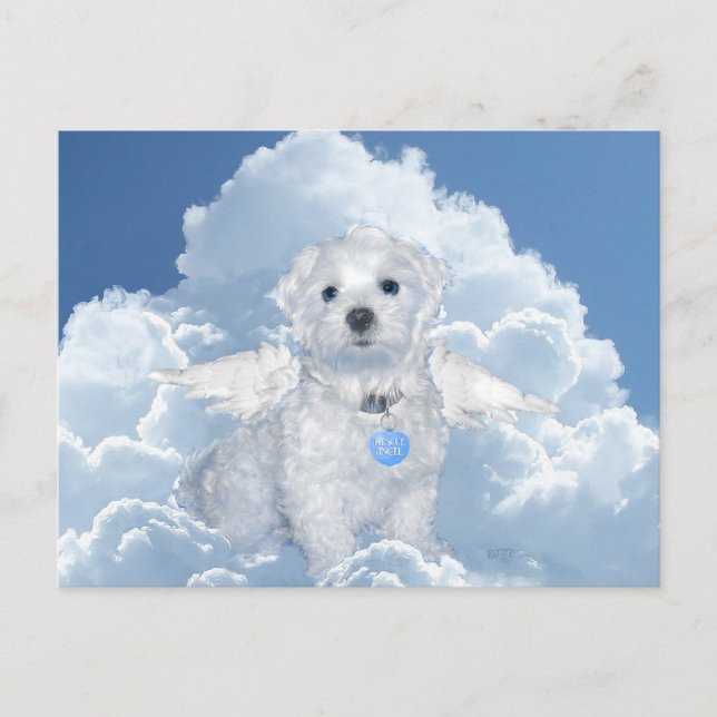 Maltese Rescue Angel Postcard (Front)