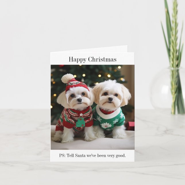 Maltese Terriers in Christmas Sweaters Card (Front)