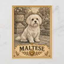 Maltese, Vintage Heritage Dog