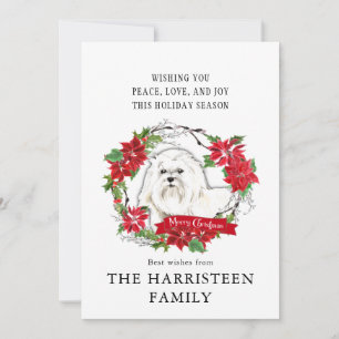Maltese Watercolor Poinsettia Christmas Holiday Card