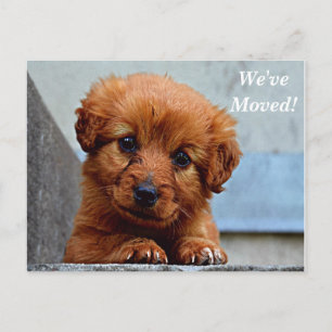 Maltese We've Moved New Address Postcard