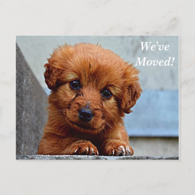 Maltese We've Moved New Address Postcard (Front)